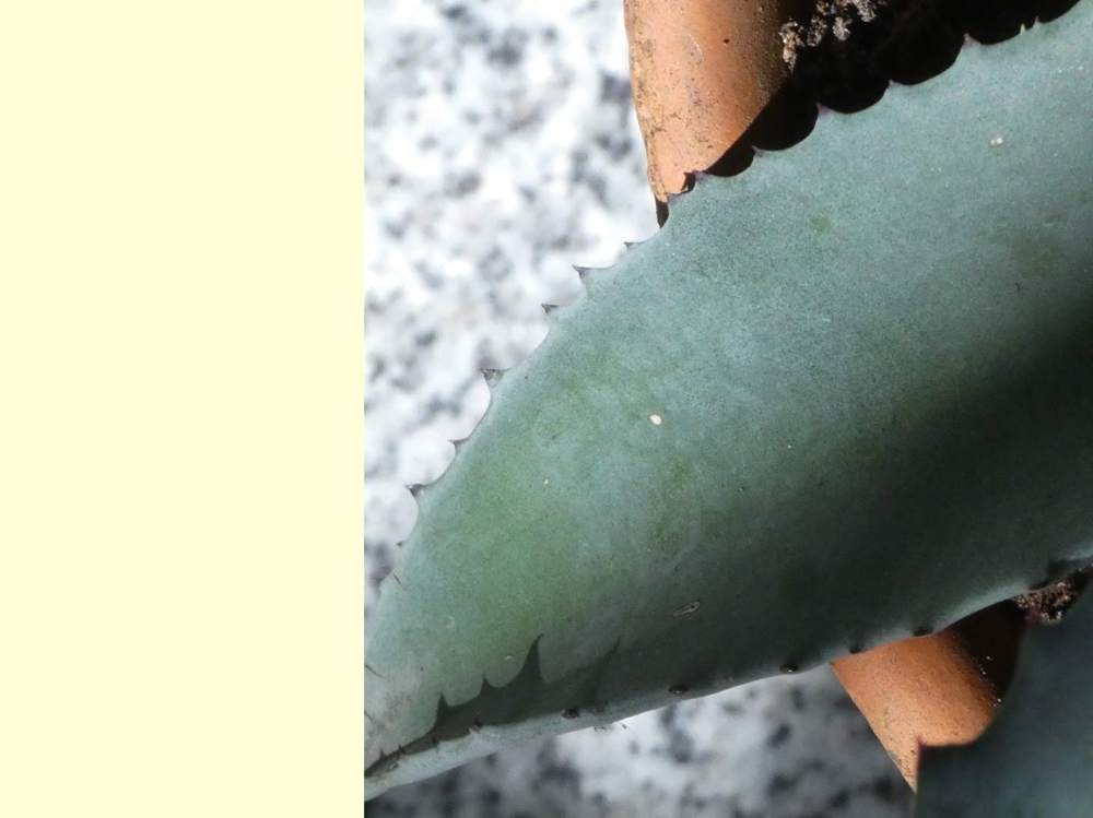 marge de agavaceae agave cordillerensis