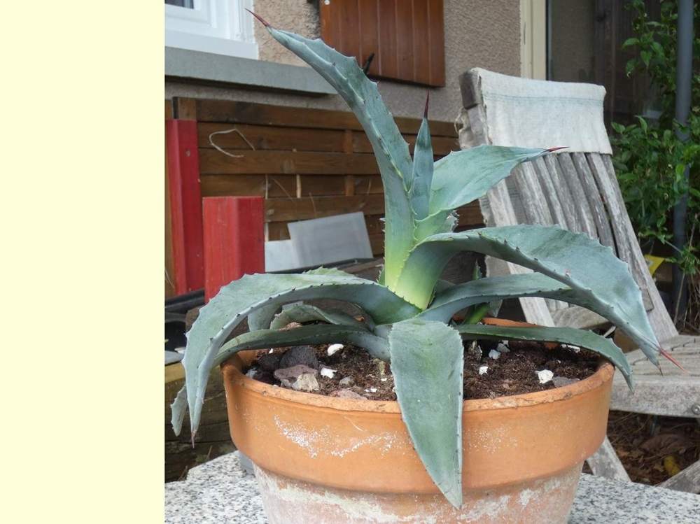 Agavaceae Agave cordillerensis