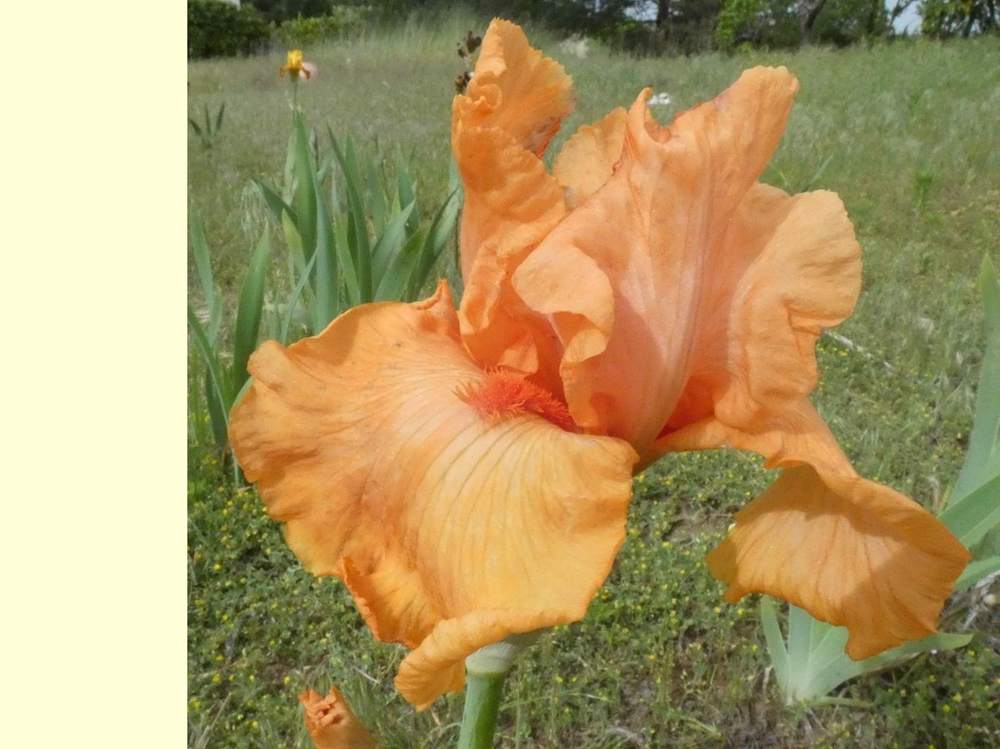 iridaceae iris barbu cv. 'coup de soleil'