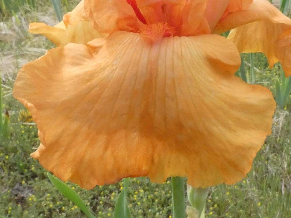sépale de iridaceae iris barbu cv. 'coup de soleil'