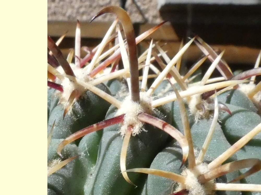 aréole-aiguillon de cactaceae glandulicactus crassihamatus