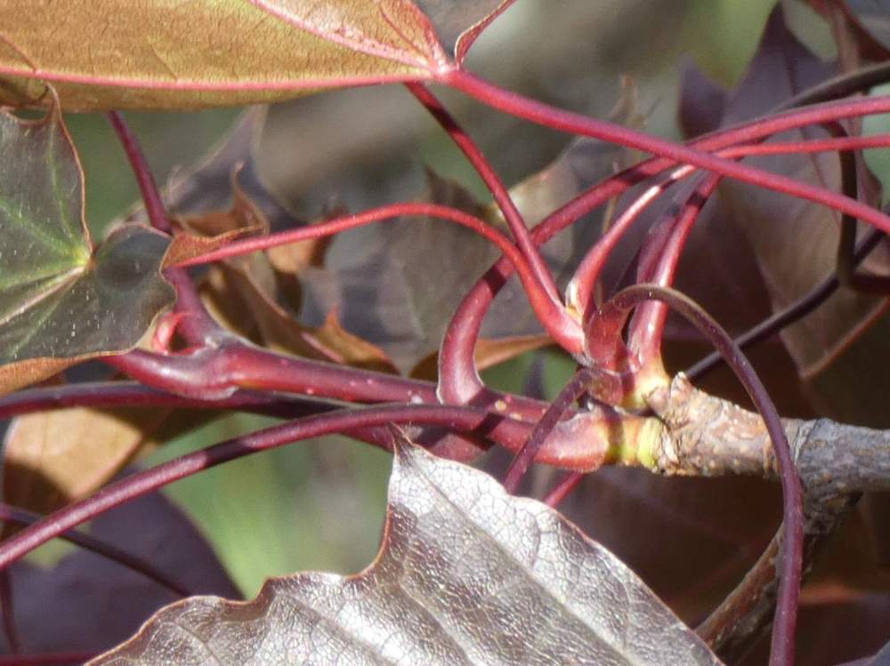jeune bois de aceraceae acer platanoides cv. 'crimson king'