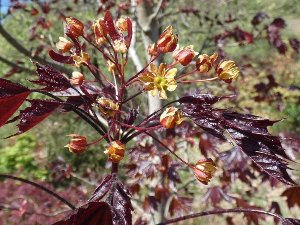fleur de aceraceae acer platanoides cv. 'crimson king'