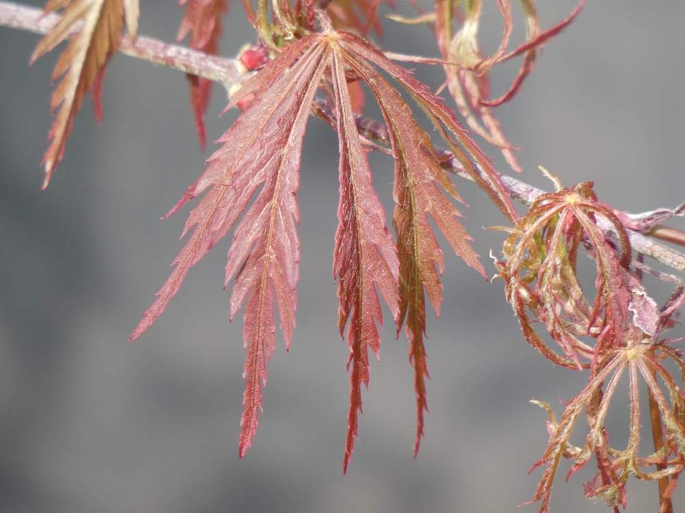 printemps de aceraceae acer palmatum ssp. matsumurae gr. dissectum cv. 'crimson queen'