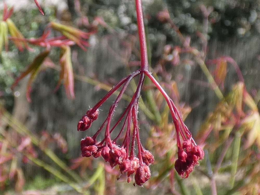 fleur de aceraceae acer palmatum ssp. matsumurae cv. 'daddy ani twenty one'