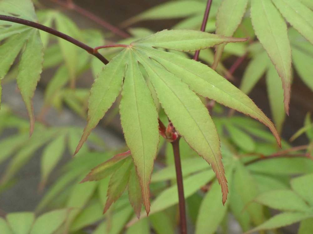 printemps de aceraceae acer palmatum ssp. matsumurae cv. 'daddy ani twenty one'