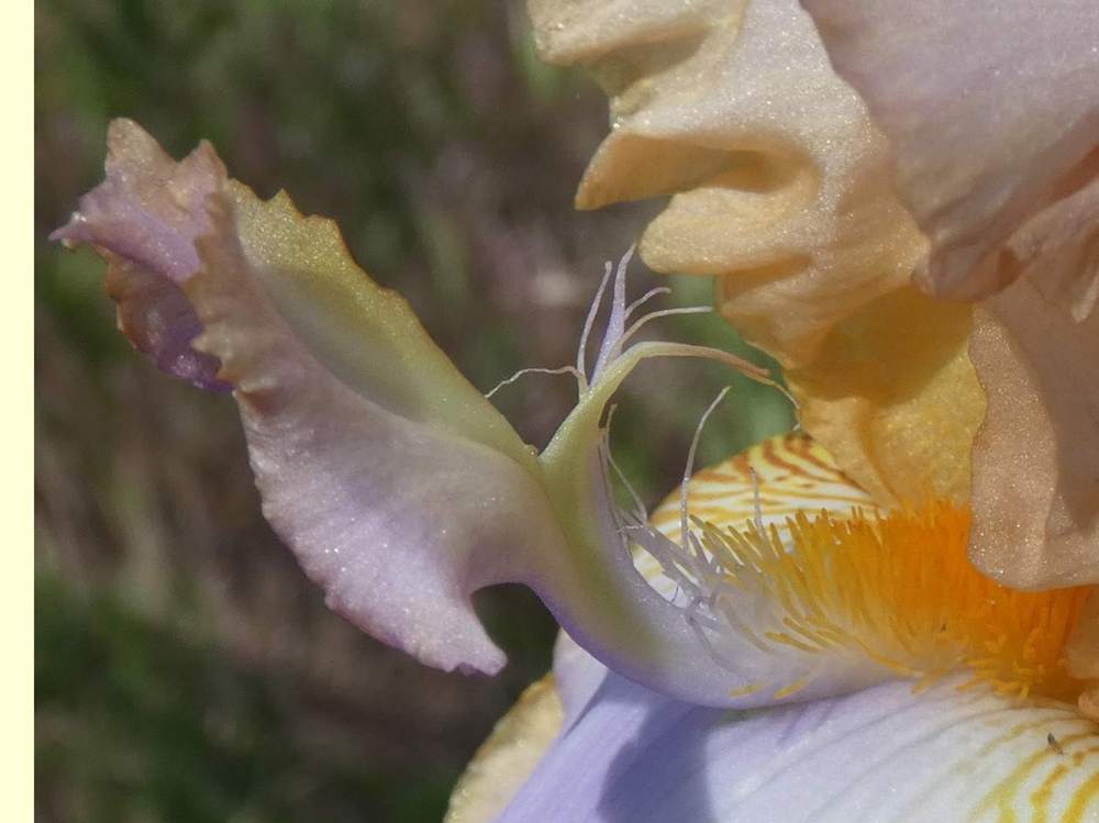 barbe de iridaceae iris barbu cv. 'decory win'