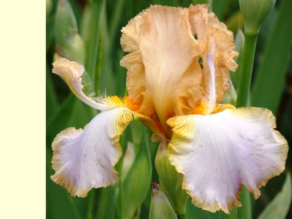 iridaceae iris barbu cv. 'decory win'