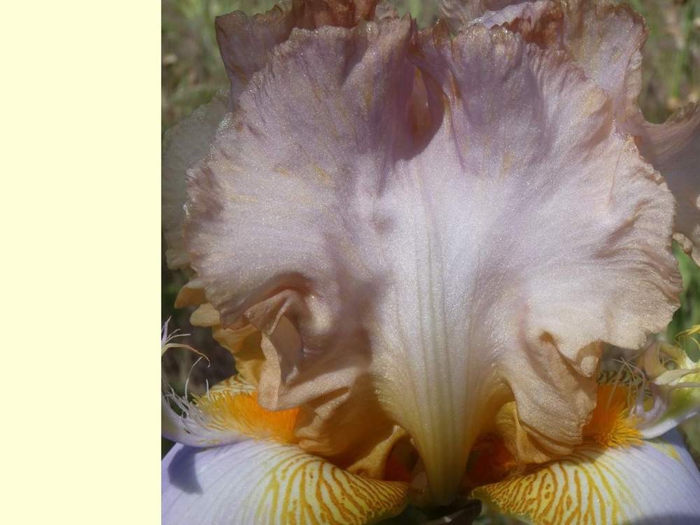 pétale de iridaceae iris barbu cv. 'decory win'