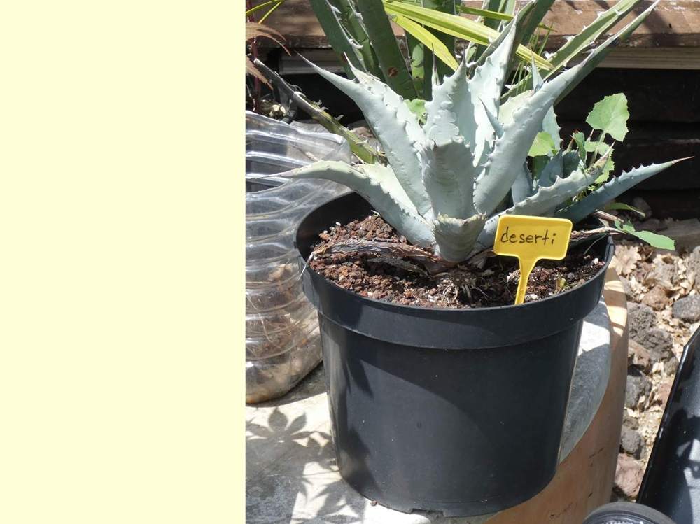 Agavaceae Agave deserti