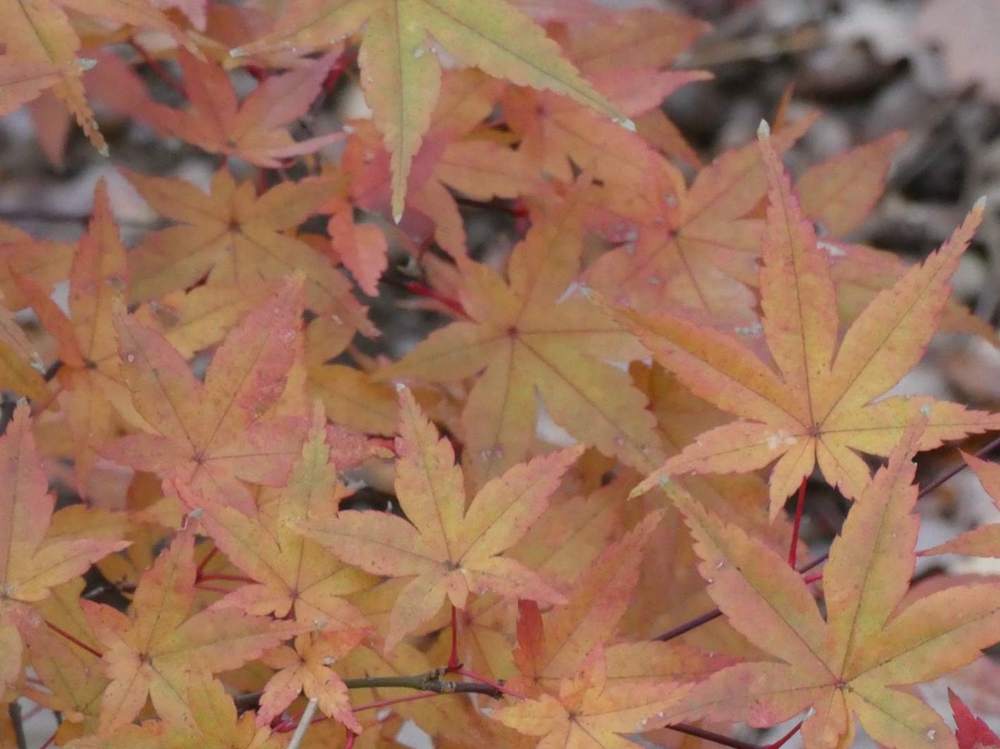 automne de aceraceae acer palmatum cv. 'deshõjõ'
