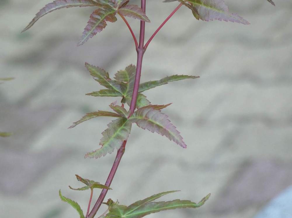 jeune bois de aceraceae acer palmatum cv. 'deshõjõ'