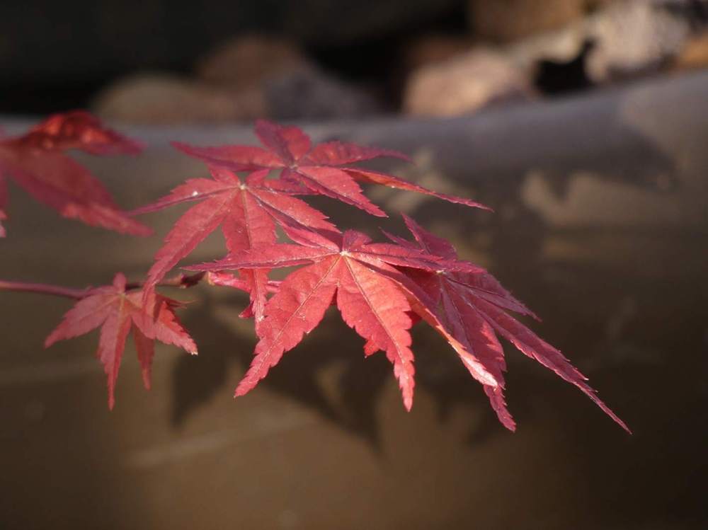 printemps de aceraceae acer palmatum cv. 'deshõjõ'