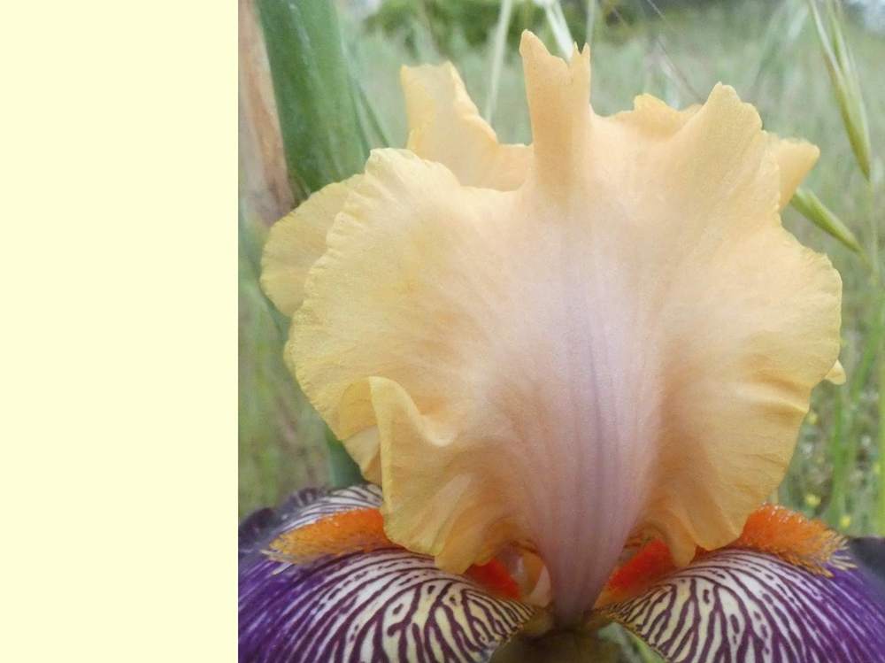 pétale de iridaceae iris barbu cv. 'devil's riot'