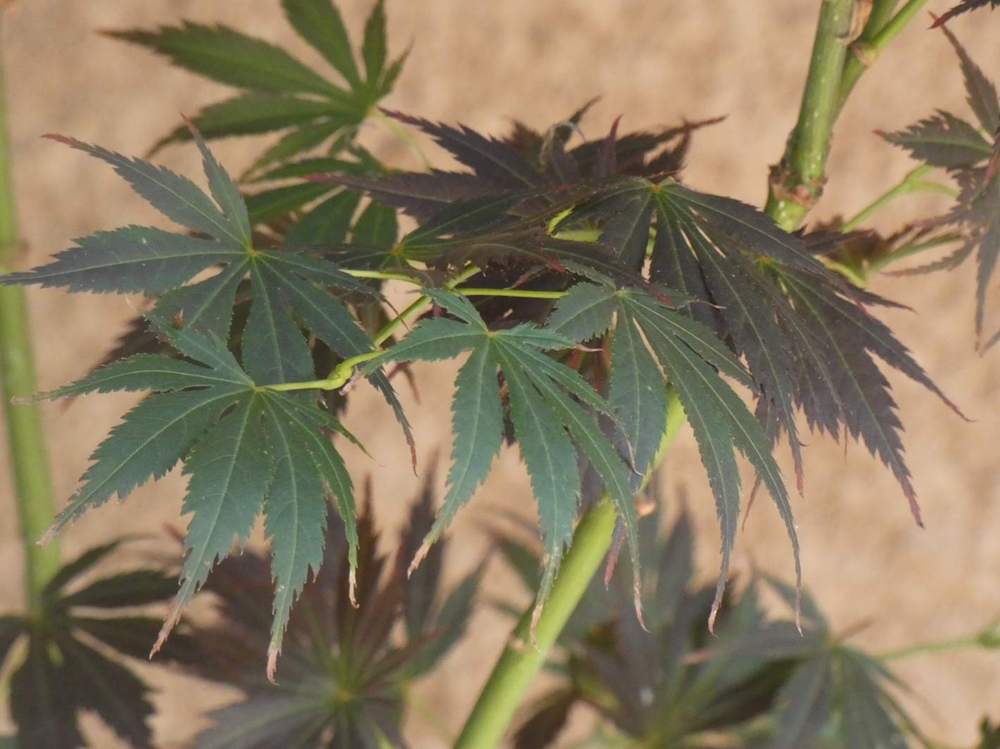 été de aceraceae acer palmatum ssp. matsumurae cv. 'divine'