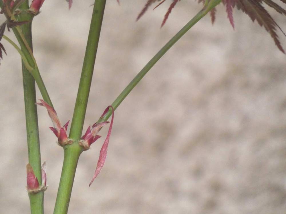 jeune bois de aceraceae acer palmatum ssp. matsumurae cv. 'divine'
