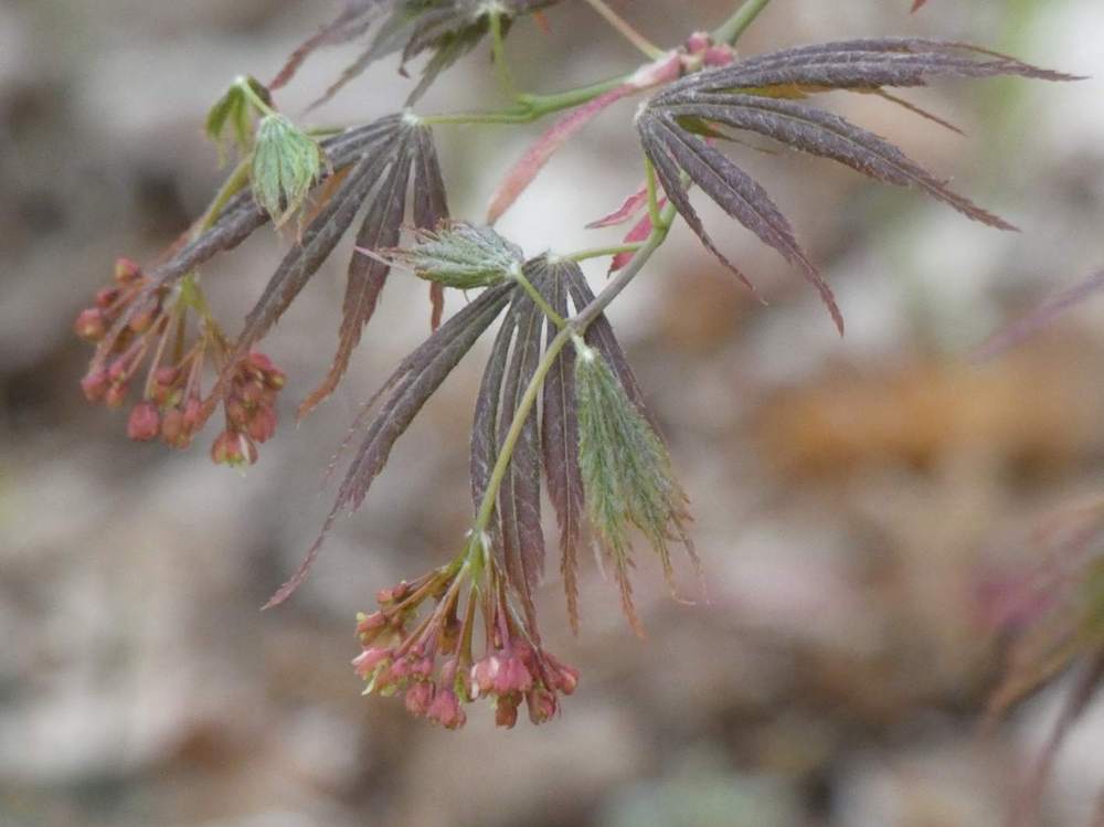 fleur de aceraceae acer palmatum ssp. matsumurae cv. 'divine'