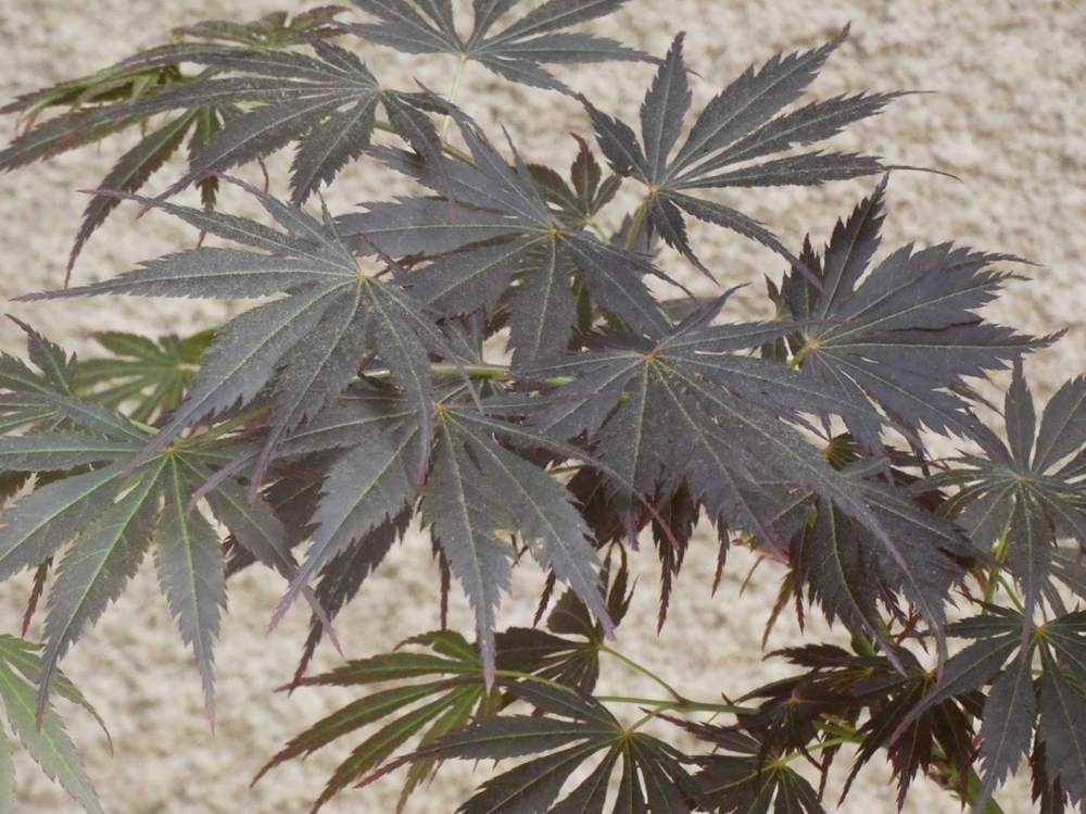 printemps de aceraceae acer palmatum ssp. matsumurae cv. 'divine'