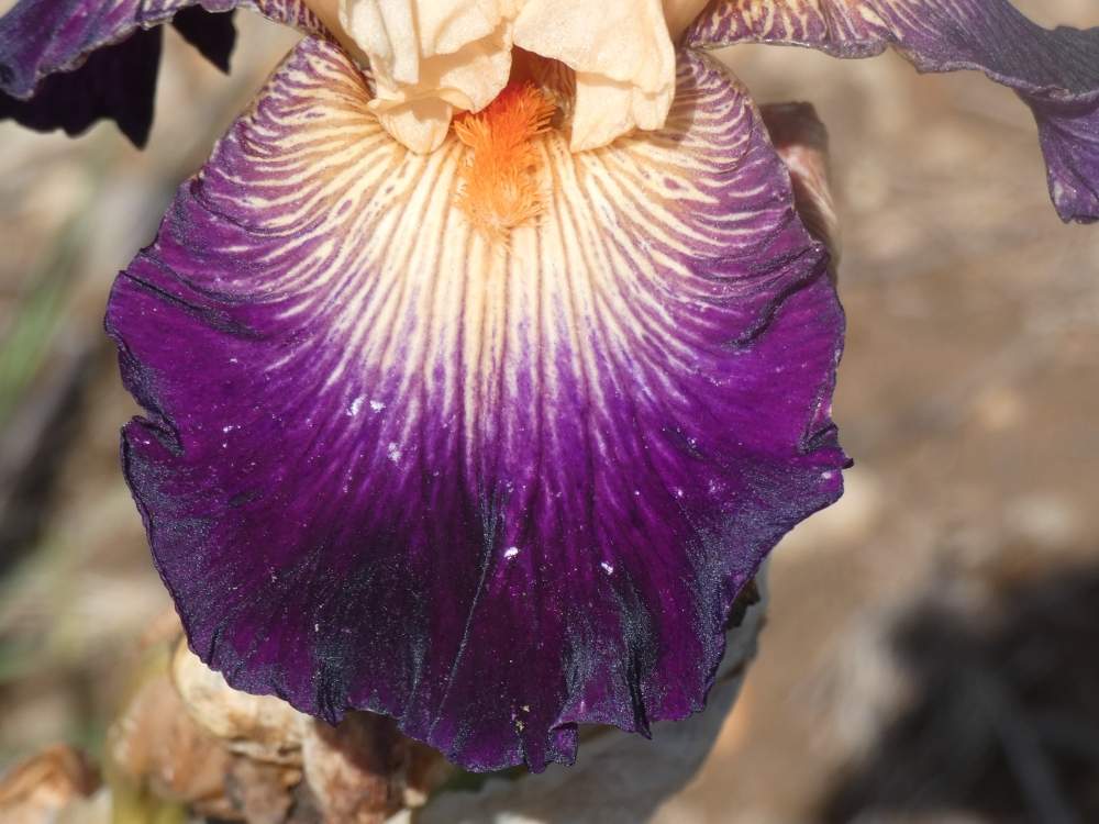 sépale de iridaceae iris barbu cv. 'doctor who'