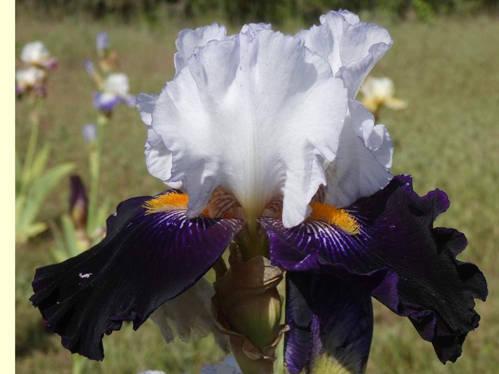 iridaceae iris barbu cv. 'domino noir'