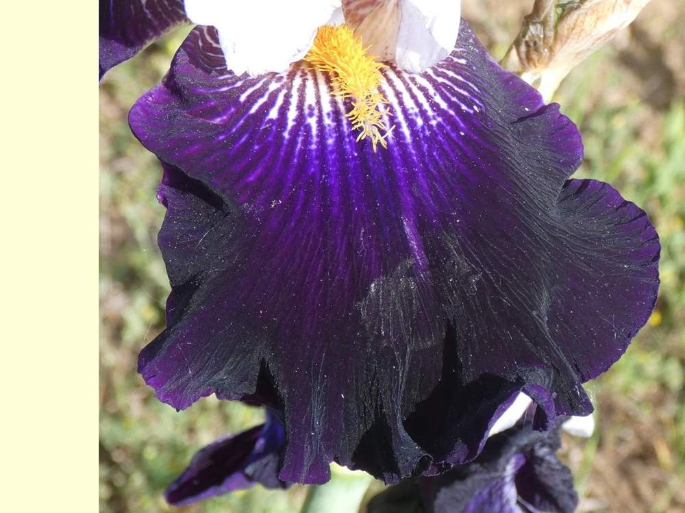 sépale de iridaceae iris barbu cv. 'domino noir'