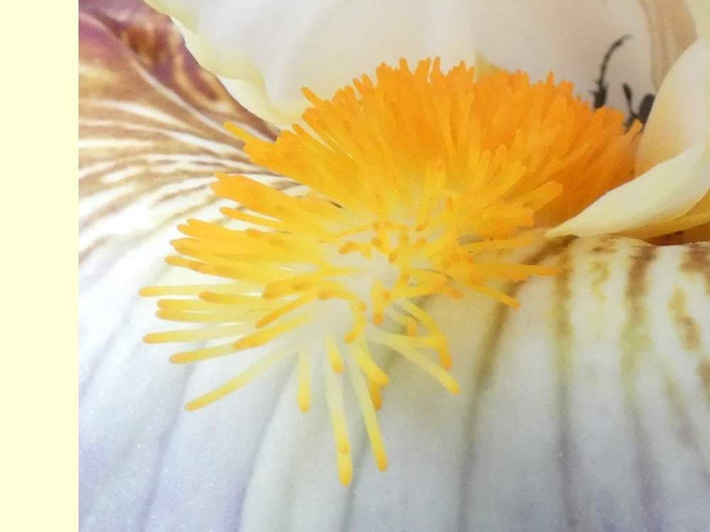 barbe de iridaceae iris barbu cv. 'downtown man'