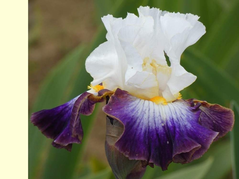 iridaceae iris barbu cv. 'downtown man'
