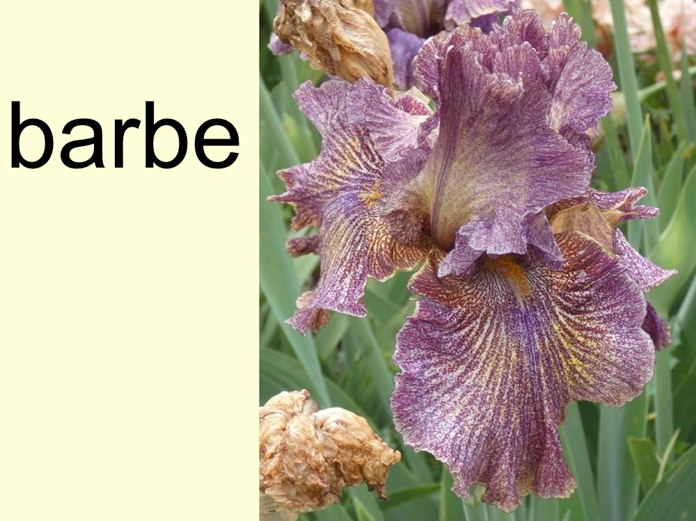 barbe de iridaceae iris barbu cv. 'dreaming clown'