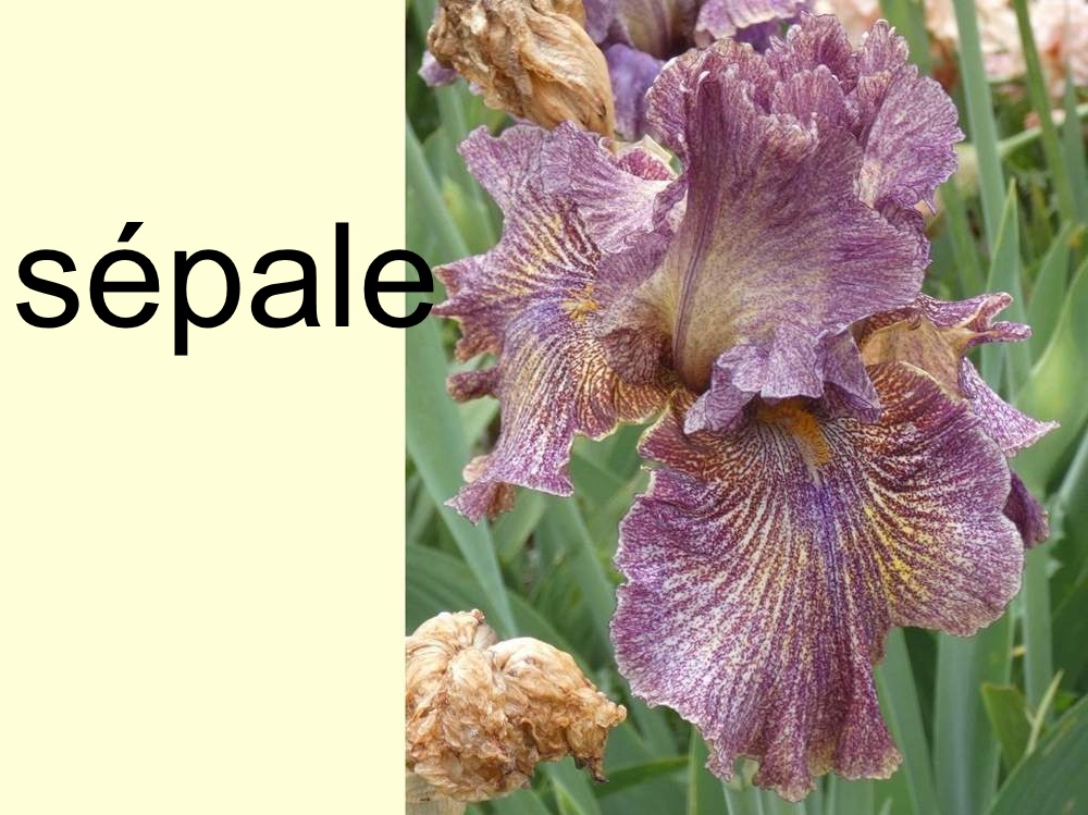 sépale de iridaceae iris barbu cv. 'dreaming clown'
