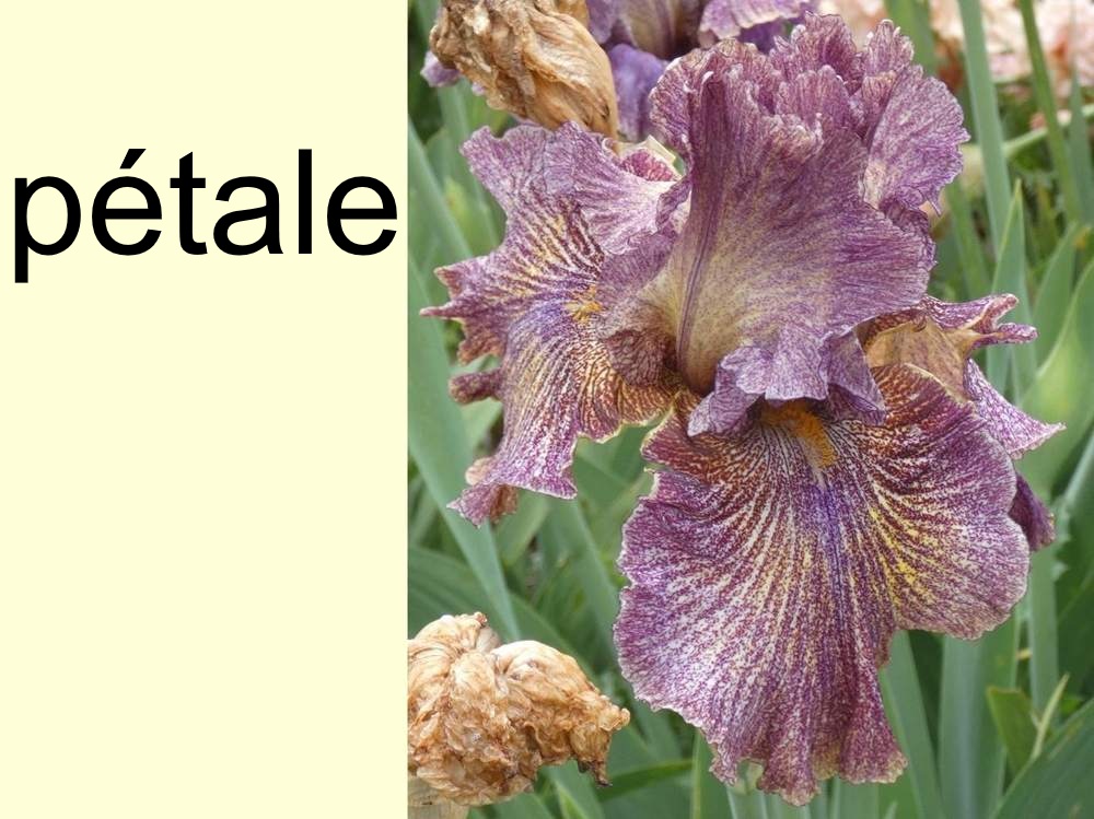 pétale de iridaceae iris barbu cv. 'dreaming clown'