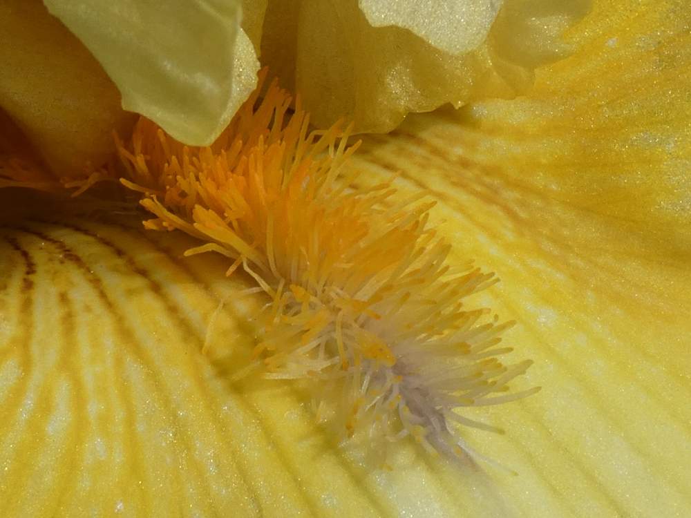 barbe de iridaceae iris barbu cv. 'dream team'