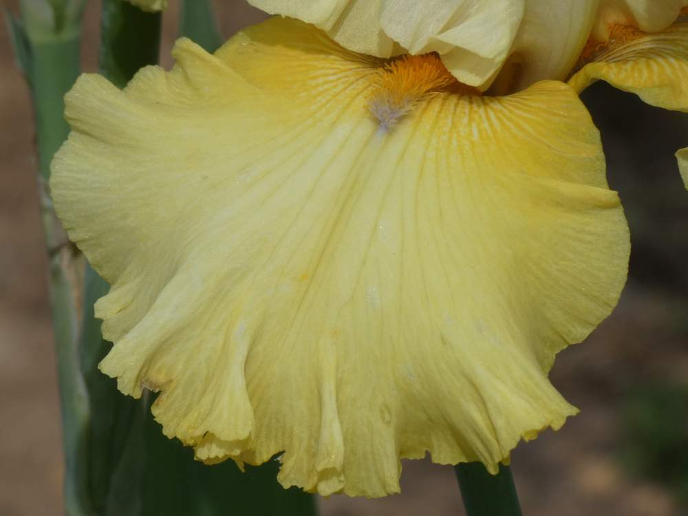 sépale de iridaceae iris barbu cv. 'dream team'