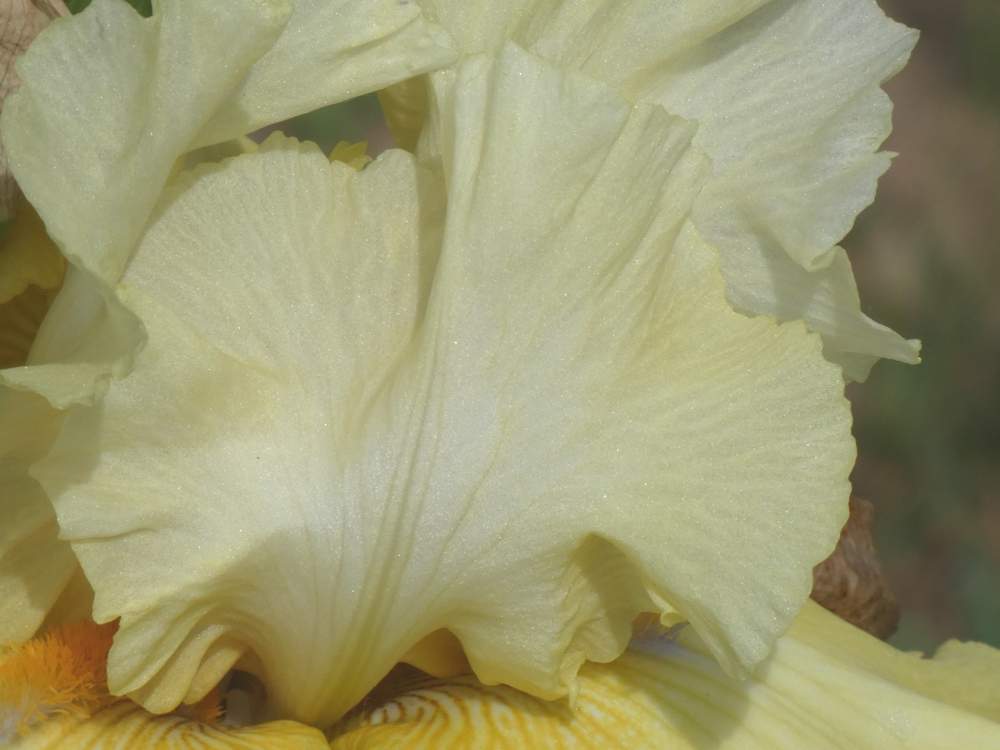 pétale de iridaceae iris barbu cv. 'dream team'