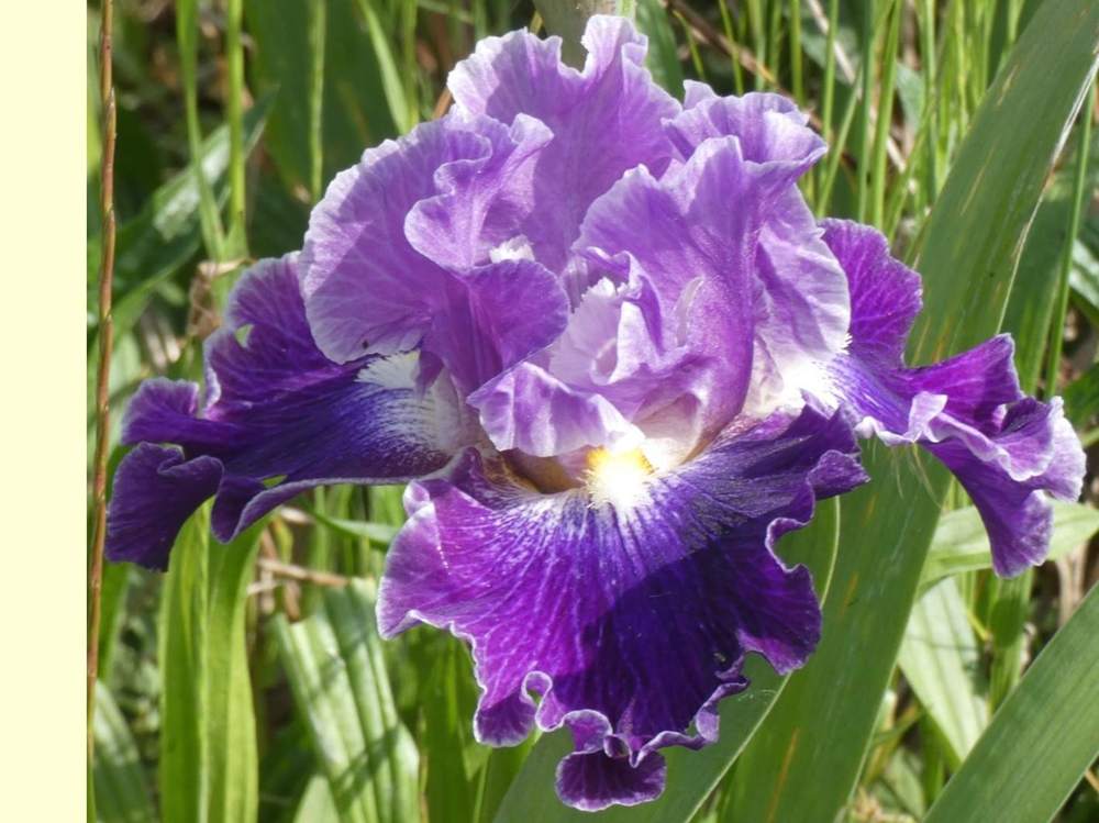 iridaceae iris barbu cv. 'duplication'