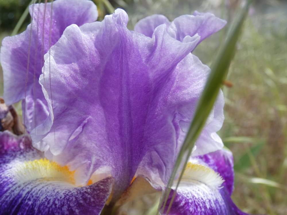 pétale de iridaceae iris barbu cv. 'duplication'