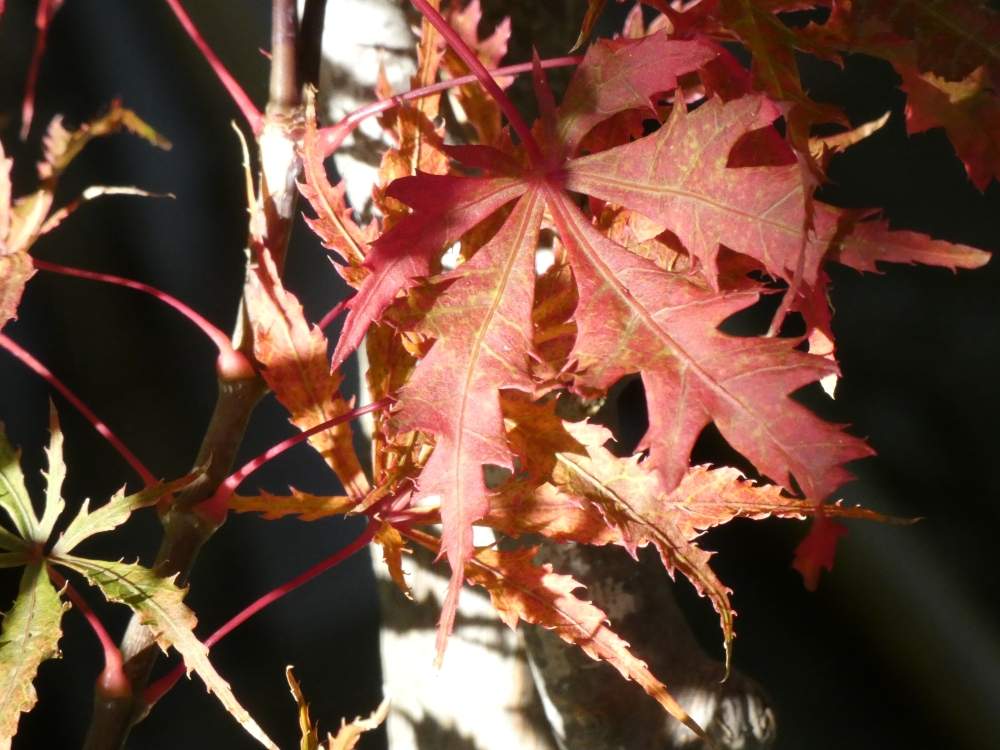 automne de aceraceae acer palmatum ssp. matsumurae cv. 'earthfire'