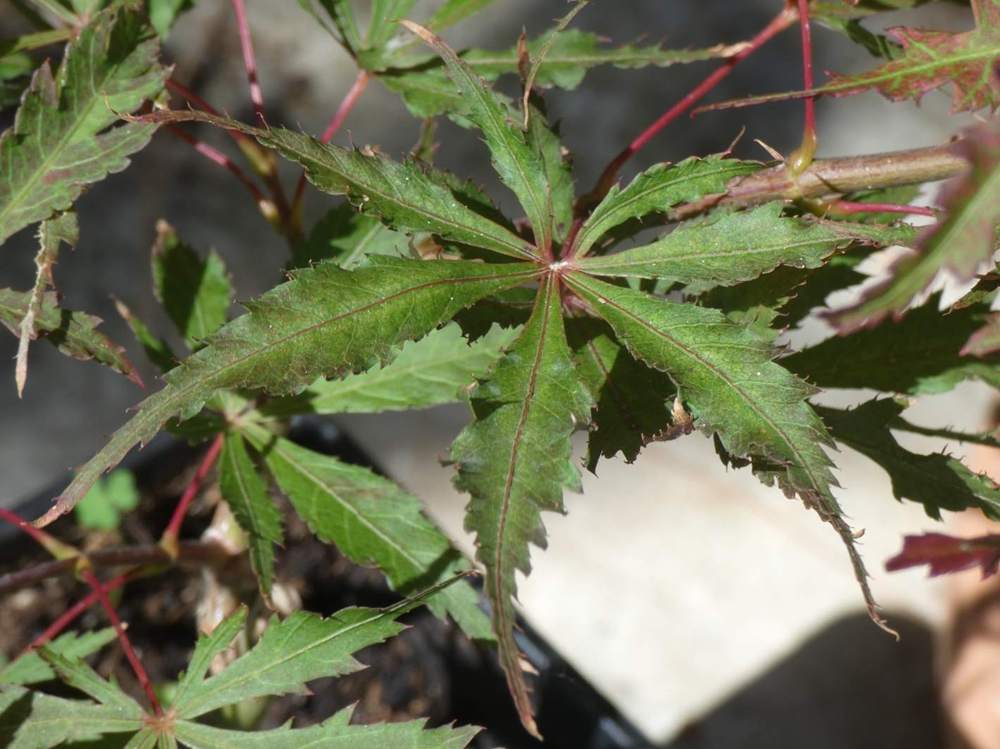 été de aceraceae acer palmatum ssp. matsumurae cv. 'earthfire'