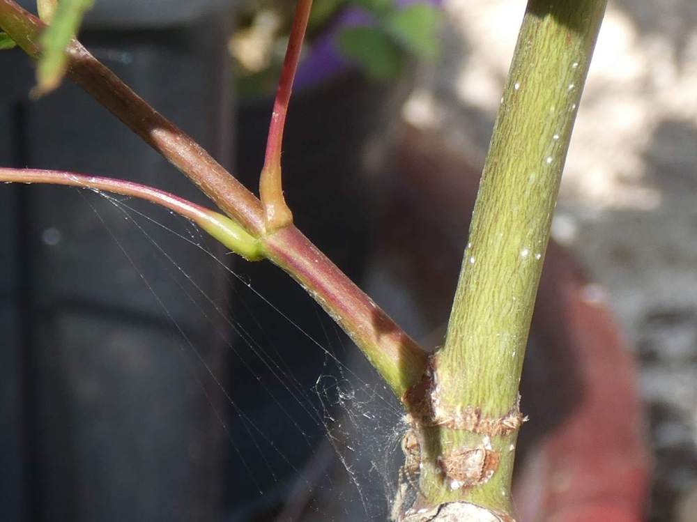 écorce de aceraceae acer palmatum ssp. matsumurae cv. 'earthfire'