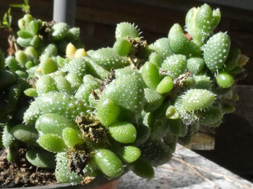 Aizoaceae delosperma echinatum
