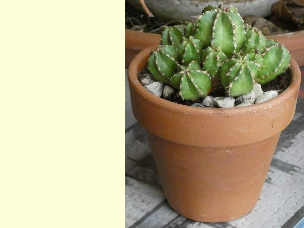 euphorbiaceae euphorbia officinarum ssp. echinus