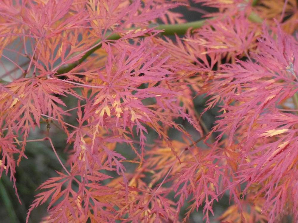 automne de aceraceae acer palmatum ssp. matsumurae gr. dissectum cv. 'emerald lace'