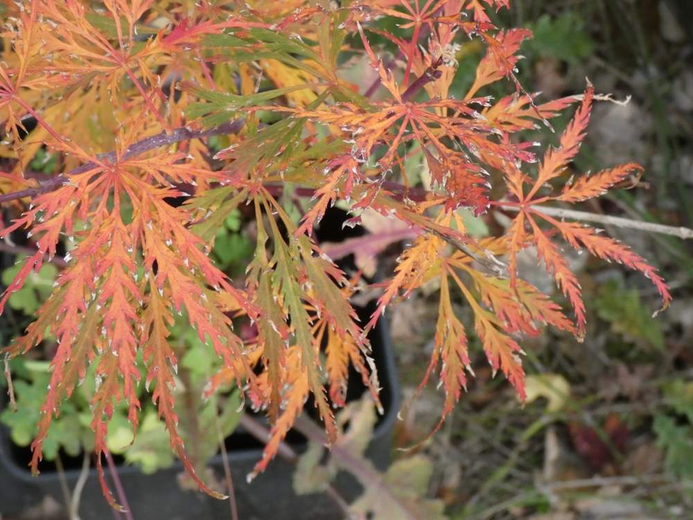 automne de aceraceae acer palmatum ssp. matsumurae gr. dissectum cv. 'emma'