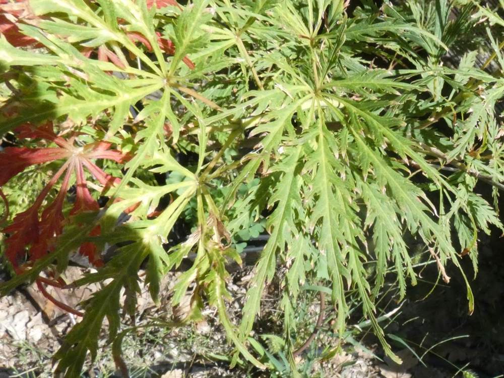 été de aceraceae acer palmatum ssp. matsumurae gr. dissectum cv. 'emma'