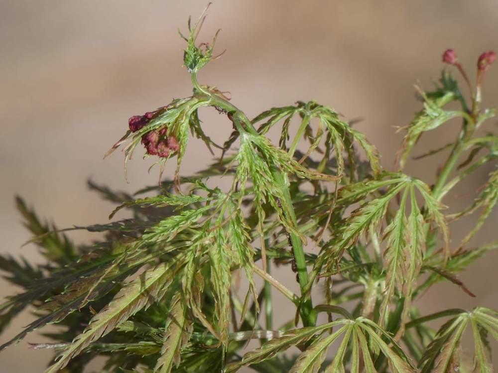 fleur de aceraceae acer palmatum ssp. matsumurae gr. dissectum cv. 'emma'