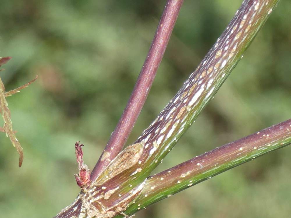 écorce de aceraceae acer palmatum ssp. matsumurae gr. dissectum cv. 'emma'