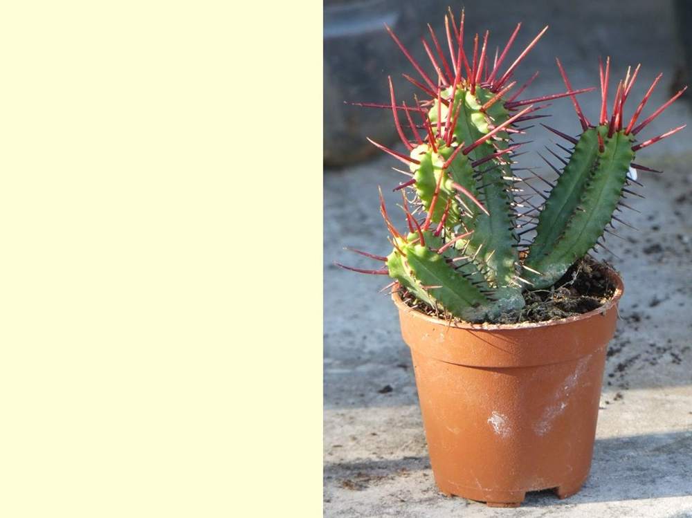 euphorbiaceae euphorbia enopla