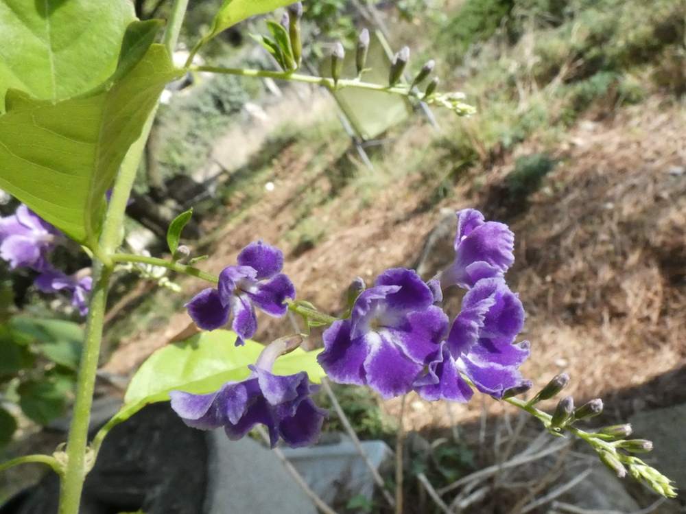 fleur de verbenaceae duranta erecta