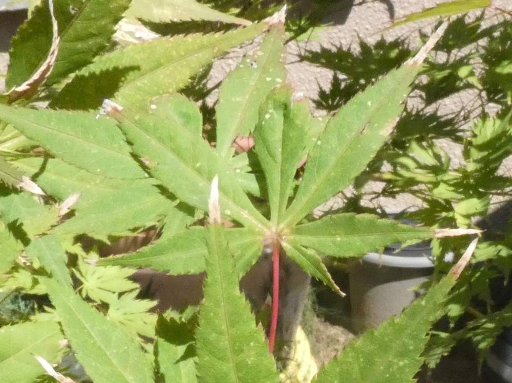 été de aceraceae acer palmatum ssp. matsumurae cv. 'erik borja'