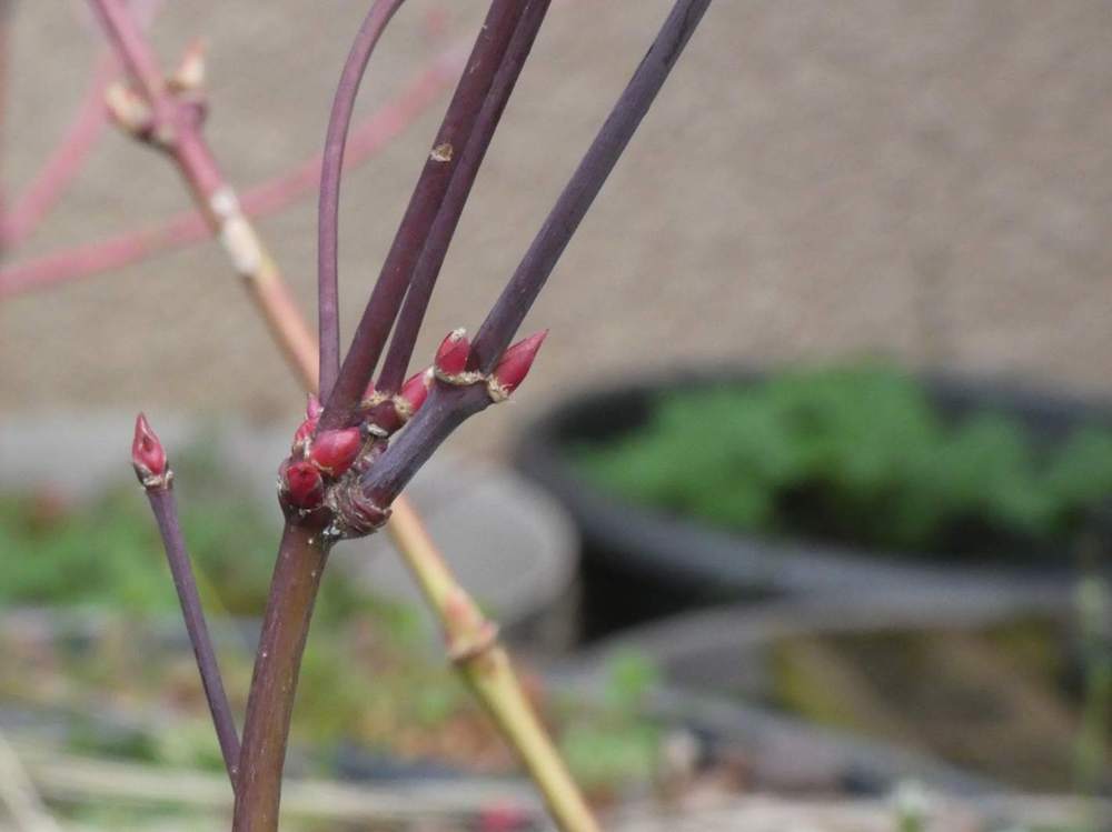 jeune bois de aceraceae acer palmatum ssp. matsumurae cv. 'erik borja'