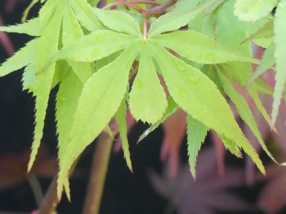 printemps de aceraceae acer palmatum ssp. matsumurae cv. 'erik borja'
